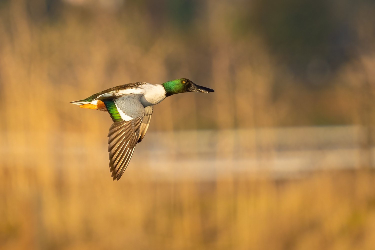 Northern Shoveler