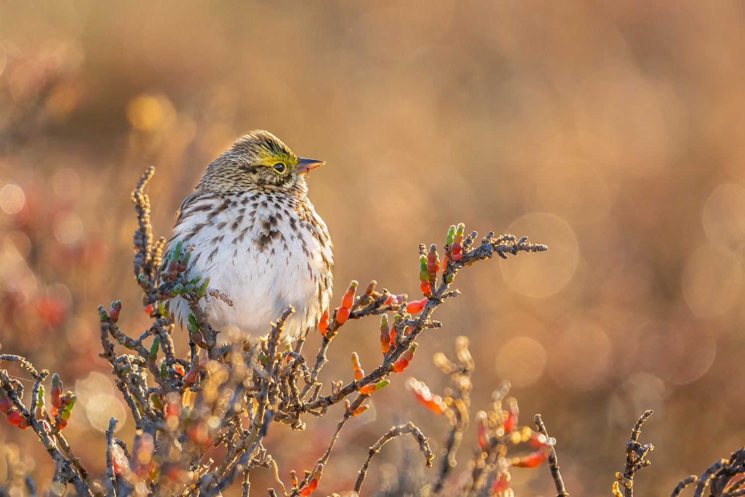 Savannah Sparrow