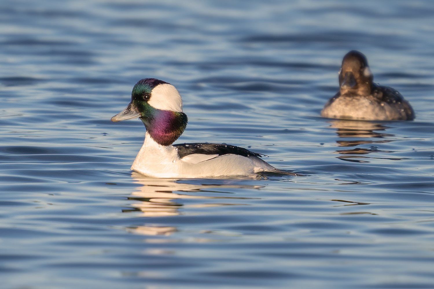 Bufflehead