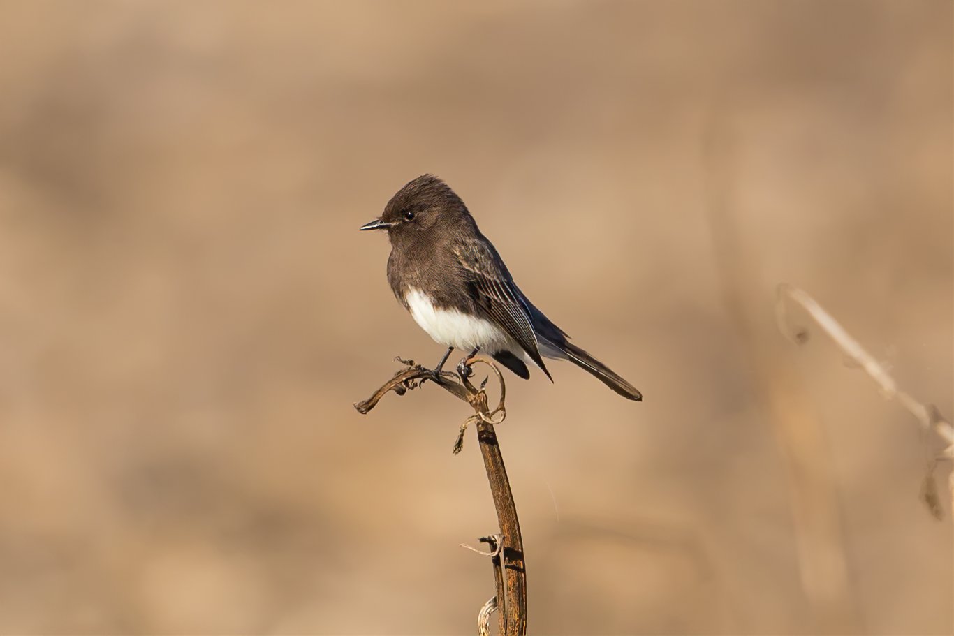 Black Phoebe