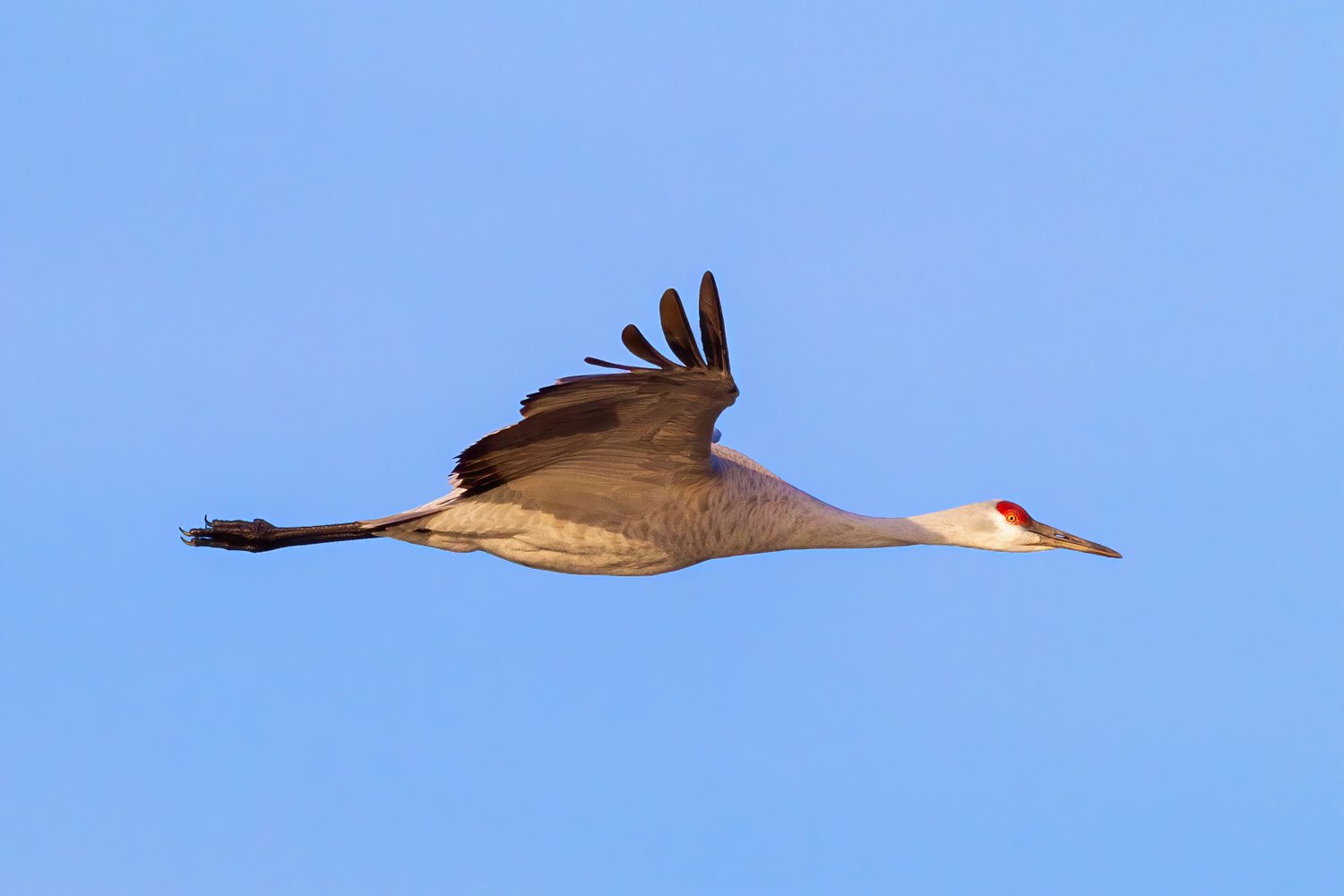 Sandhill Crane