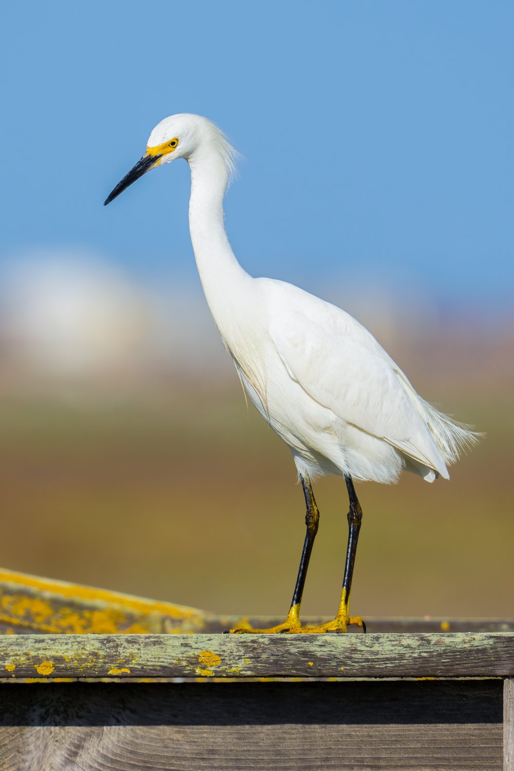 Snowy Egret