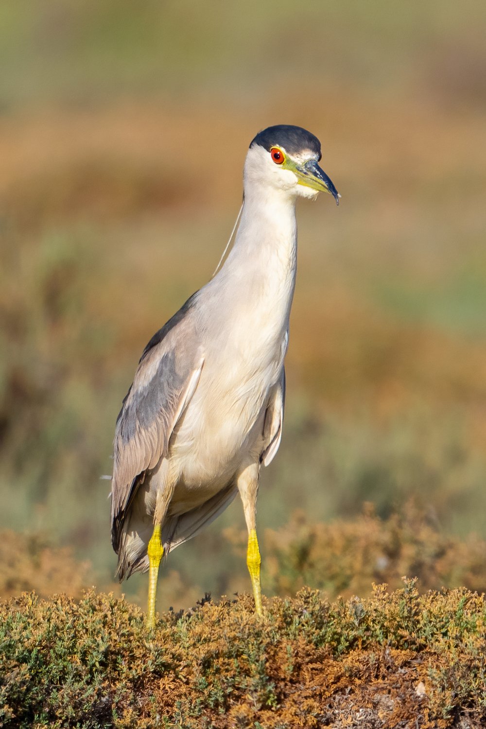 Black-crowned Night Heron