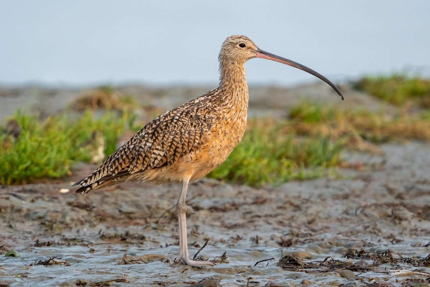 Long Billed Curlew