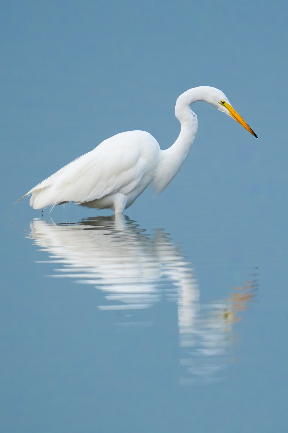 Egret