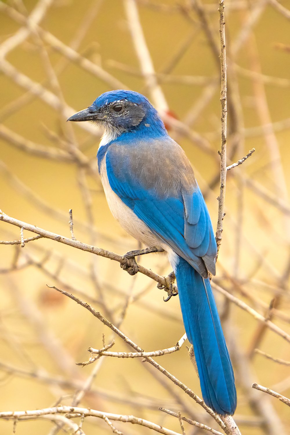 California Scrub-Jay