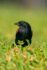 Red Winged Blackbird