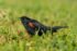 Red Winged Blackbird