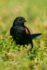 Red Winged Blackbird