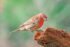 House Finch (Male)