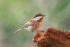 Chestnut Backed Chickadee