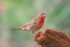 House Finch (Male)