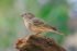 House Finch (Female)