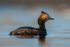 Eared Grebe