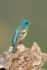 Lazuli Bunting