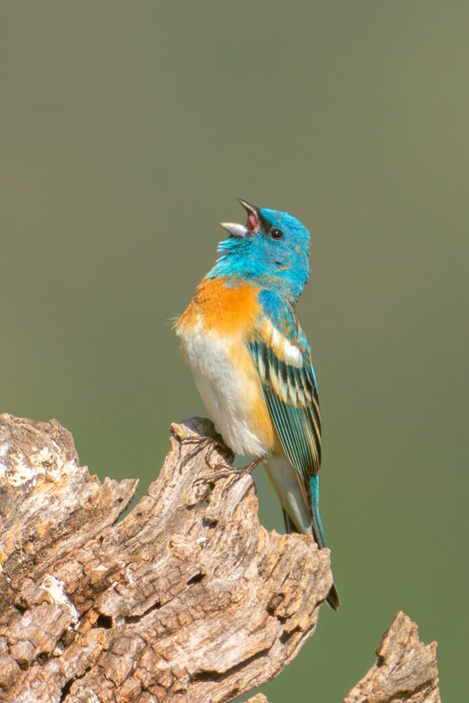 Lazuli Bunting