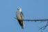 White Tailed Kite