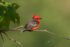 Vermilion Flycatcher