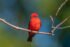 Vermilion Flycatcher