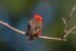 Vermilion Flycatcher