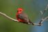 Vermilion Flycatcher