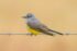 Western Kingbird