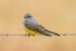 Western Kingbird