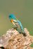 Lazuli Bunting