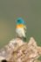 Lazuli Bunting