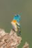 Lazuli Bunting