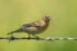 Lazuli Bunting (Female)