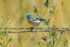 Lazuli Bunting