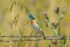 Lazuli Bunting