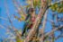 Lewis's Woodpecker