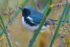 Black-throated Blue Warbler