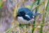 Black-throated Blue Warbler