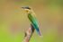 Blue-tailed Bee-eater