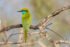 Asian Green Bee-Eater