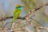 Asian Green Bee-Eater