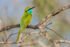 Asian Green Bee-Eater