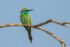 Asian Green Bee-Eater