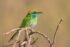 Asian Green Bee-Eater