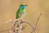 Asian Green Bee-Eater