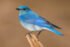 Mountain Bluebird