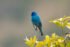 Indigo Bunting