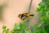 Bullock's Oriole