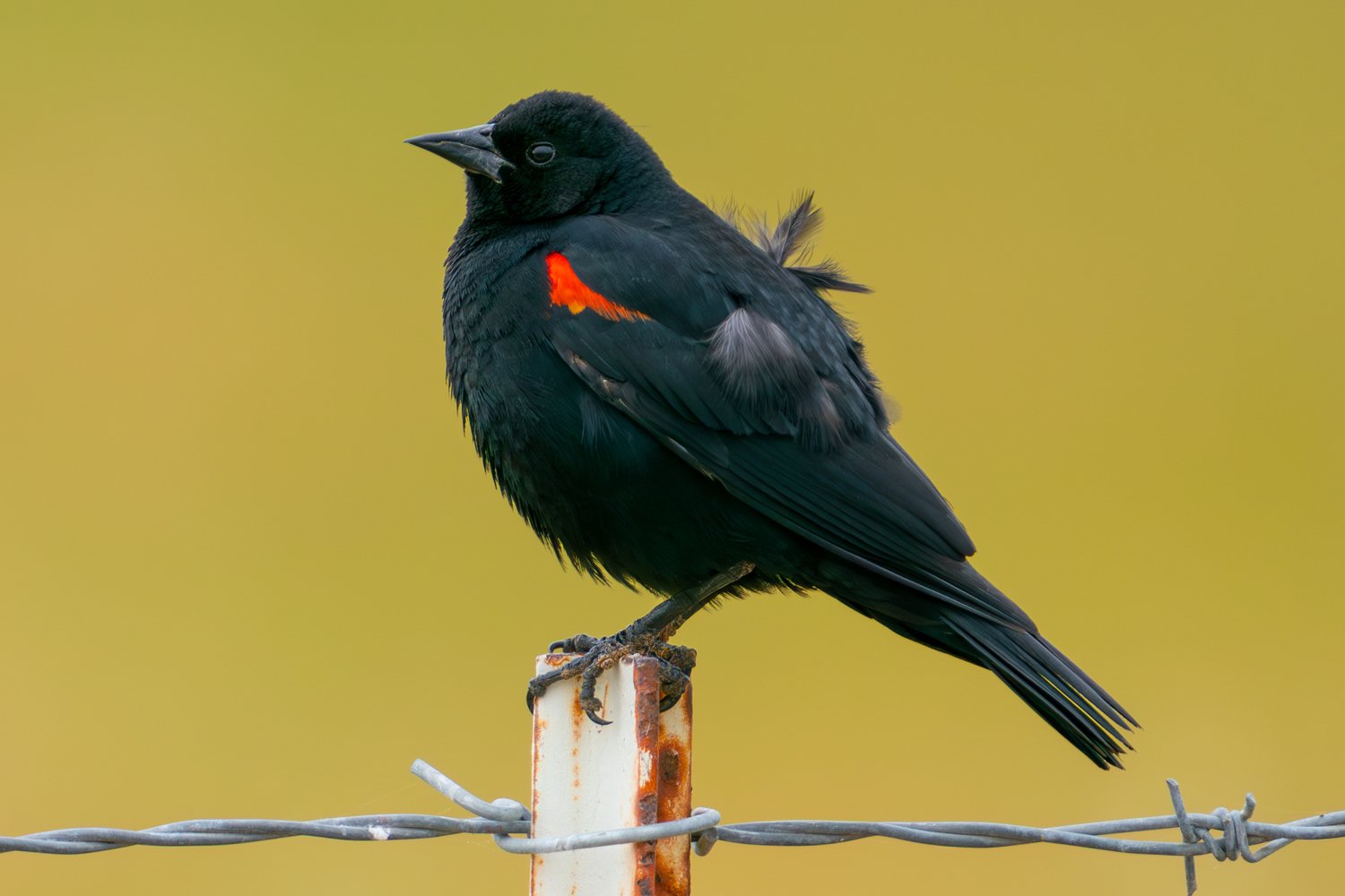 Red-winged Blackbird