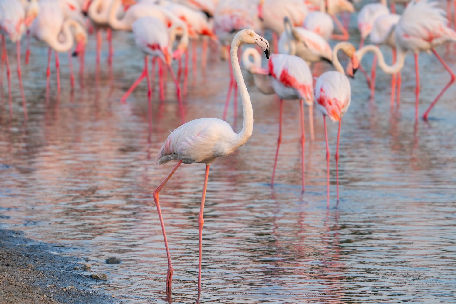 Greater Flamingo