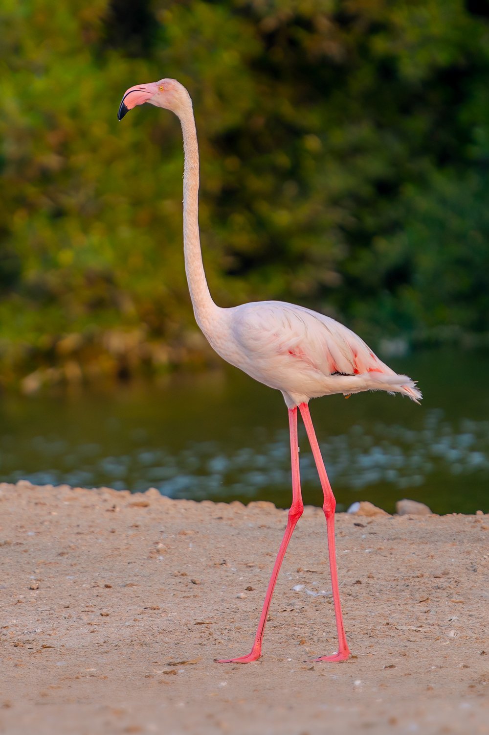 Greater Flamingo