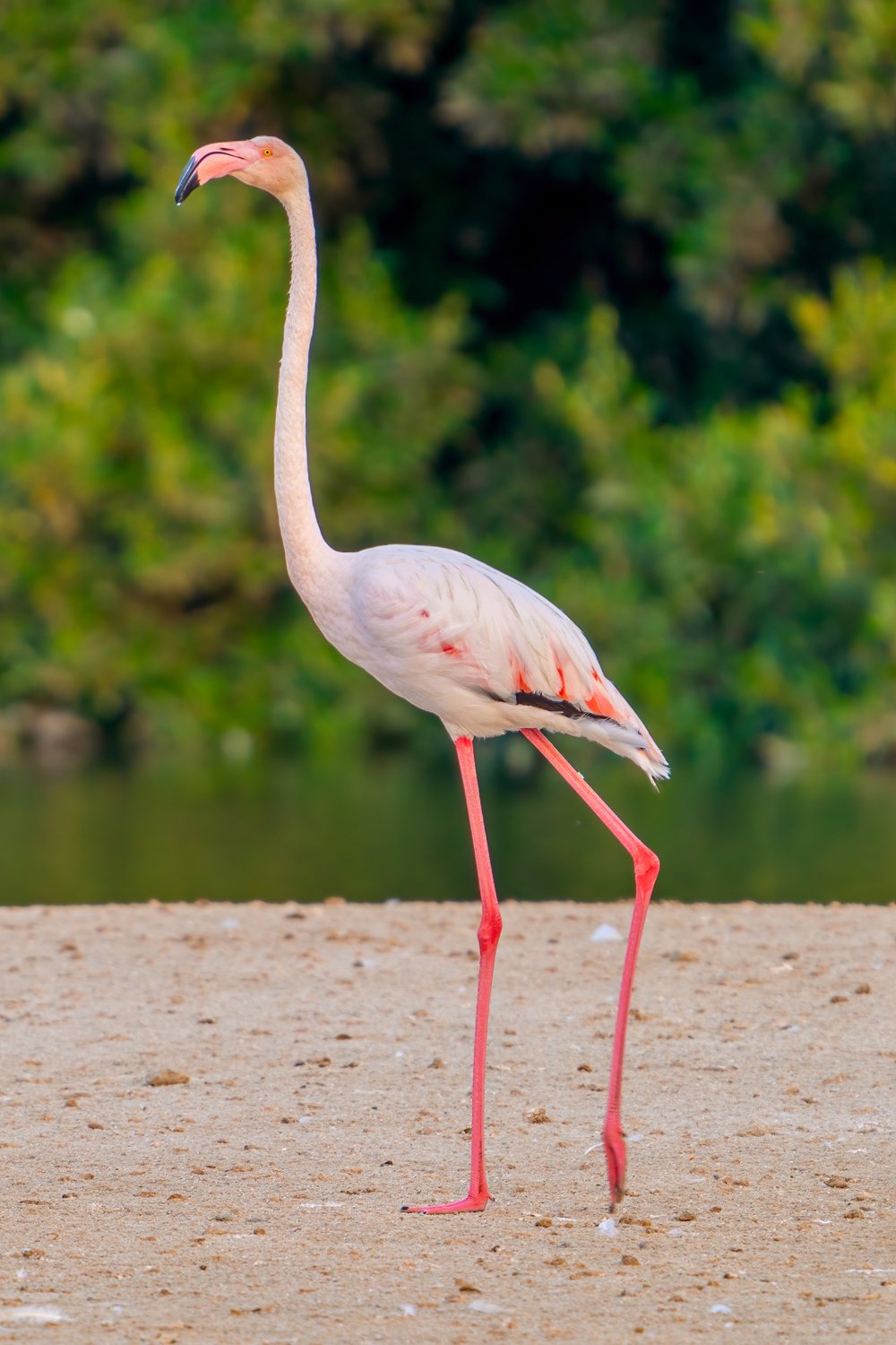 Greater Flamingo